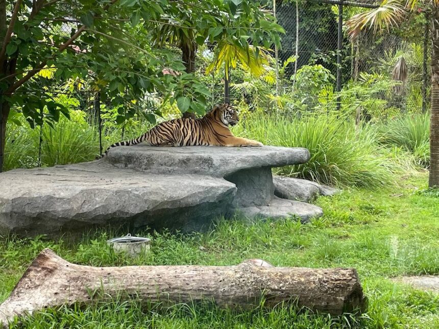 Gembira Loka Zoo: Mengenal Keanekaragaman Satwa